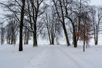 Alexandria Park on the coast of the Gulf of Finland on a winter day, Peterhof, St. Petersburg, Russia