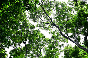 Obraz premium View under of the tree small leaves and branches spread under a shady tree over the blue sky background.
