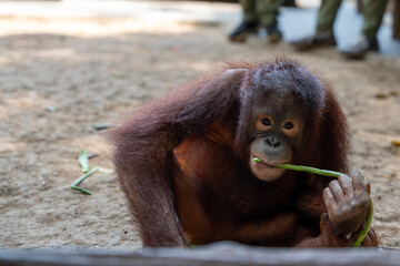 草を食べている子供のオラウータン