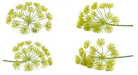Four Dill Flowers Displayed Against Pure White, Emphasizing Simplicity and Elegance