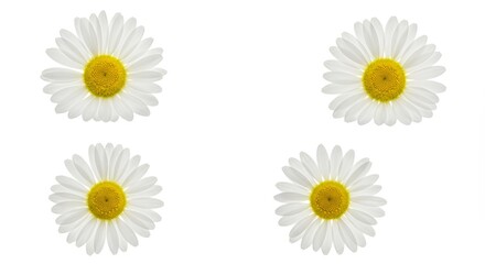 Four pristine daisy blossoms against a blank canvas of stark white serenity