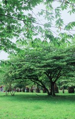 trees in the park