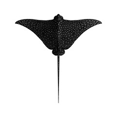 Spotted Eagle Ray hand drawing vector isolated on background.