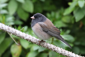 Oregon junco perched on a rope with greenery in the background