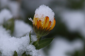 Small snow-covered marigold flower