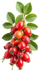 A cluster of ripe rosehips on a branch with vibrant green leaves against a bright white background
