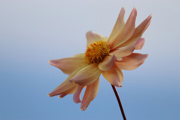 Obraz premium Peach and yellow dahlia flower with blue sky background