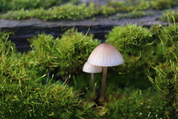 Two small mushrooms and lush green moss