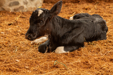 close-up of cows resting in a warm setting © david