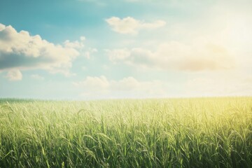Fototapeta premium Vast sugarcane plantation stretches towards the horizon under a bright blue sky illuminated by soft golden light