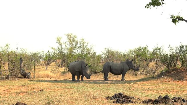 Pair of southern white rhinoceros standing under the tree shades in the jungle on a sunny day