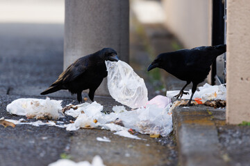 住宅の残飯ゴミを食べ散らかす都会のカラス