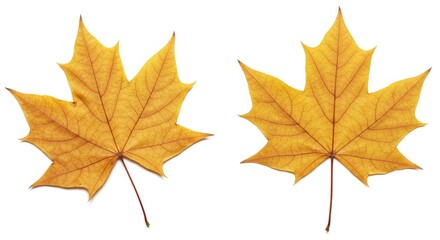 Fototapeta premium Two golden maple leaves against a pristine white backdrop highlighting fall beauty