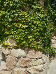 a stone fence made of rubble, green ivy climbing along it