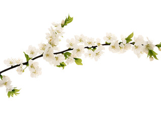 Isolated Floral Branch On Transparent Background Illustration
