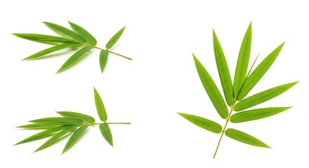 Obraz premium Elegant Bamboo Foliage: A Set of Leafy Sprigs on a Pristine White Canvas