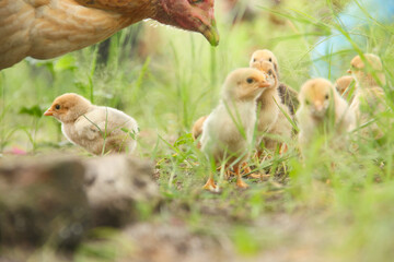 A hen or Gallus gallus domesticus looking for food with her chicks in the grass