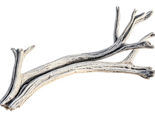 Obraz premium Isolated Branch Illustration On Transparent Background With White And Brown Colors