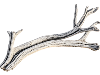 Isolated Branch Illustration On Transparent Background With White And Brown Colors