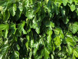 fresh green leaves, green leaves background
