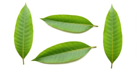 Fototapeta premium Arrangement of vibrant mango leaves against a seamless white backdrop showcasing botanical elegance