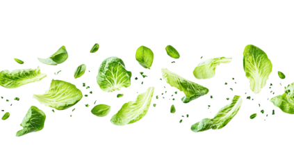 Fresh Brussels sprout leaves scattered