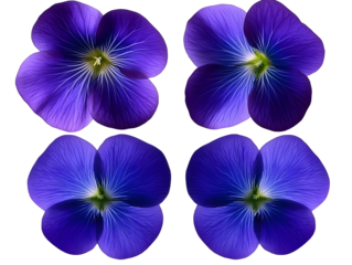 Isolated Floral Illustration Of Purple Flowers With Transparent Background