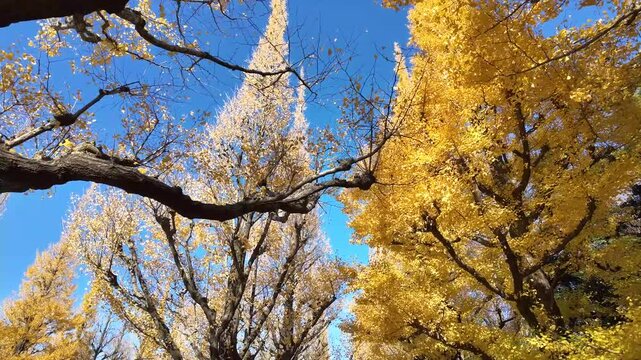 Dec 7 2024 Meiji Jingu Gaien Gingko Avenue TL Tokyo Japan Seasonal Beauty