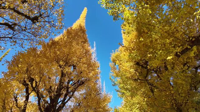 Dec 7 2024 Meiji Jingu Gaien Gingko Avenue TL Tokyo Japan Seasonal Beauty