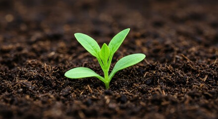 Fototapeta premium A Tiny Sprout Emerging from Dark Soil: New Life and Growth in Nature