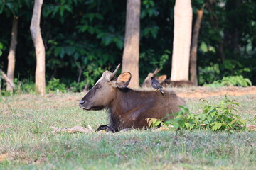 Gaur foraging in the fields of Khao Yai National Park, Thailand.
