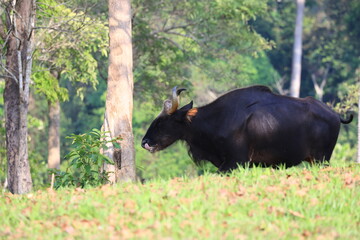 Gaur foraging in the fields of Khao Yai National Park, Thailand.
