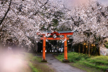 満開のソメイヨシノと東蕗田天満神社のと鳥居

