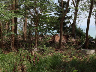 An overgrown landscape with a variety of unique and remarkable natural features