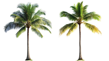 Obraz premium Isolated Palm Trees Illustration With Transparent Background For Summer Design