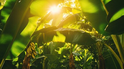 Tropical banana plantation with lush leaves and sunlit clusters inviting warmth and beauty in a vibrant green landscape
