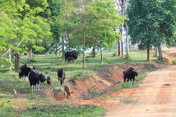 Gaur foraging in the fields of Khao Yai National Park, Thailand.
