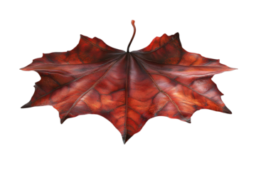 Isolated Red Autumn Leaf Illustration On Transparent Background