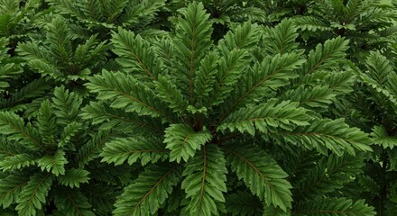 Fototapeta premium Lush Green Tropical Plant Foliage:Detailed Closeup of Vibrant Leaves