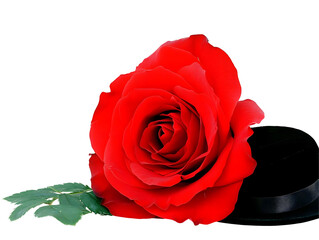 Naklejka premium Isolated Red Rose Bloom On Black Background Illustration