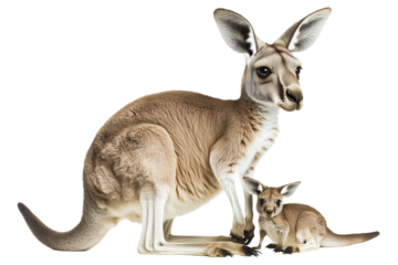 Kangaroo with joey isolated on white background png transparent clipart.
