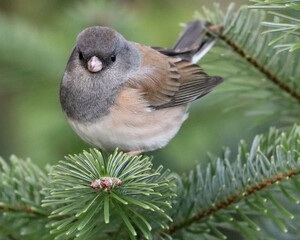 Oregon Junco perched on an evergreen branch