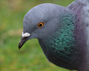 Pigeon with orange eye and brightly colored neck feathers, closeup