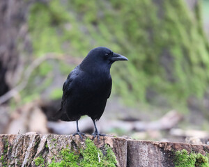 Crow perched on a tree stump