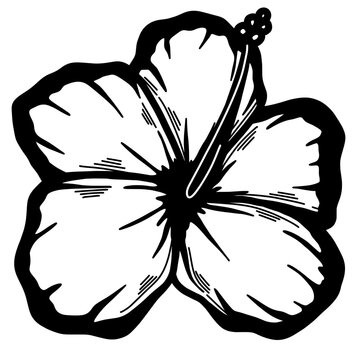 recommend clip art: Hibiscus flower cartoon line art