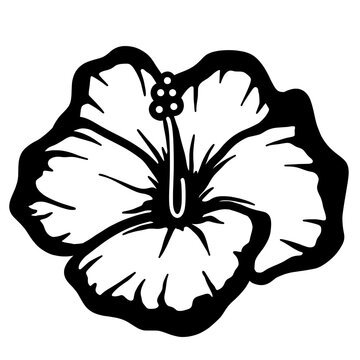 recommend clip art: Hibiscus flower cartoon line art