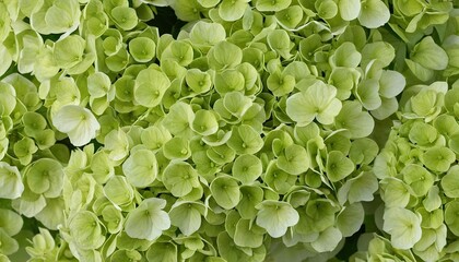 Close-up of yellow flowering plant
1