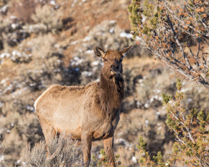 A cow elk chews on some grass near Cody, Wyoming.