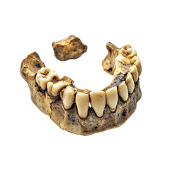 Ancient human jawbone rests delicately on white background soft light reveals aged bone detail.. AI Generated