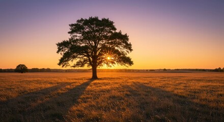 Fototapeta premium Solitary Tree Silhouette at Golden Hour Sunset in a Serene Field